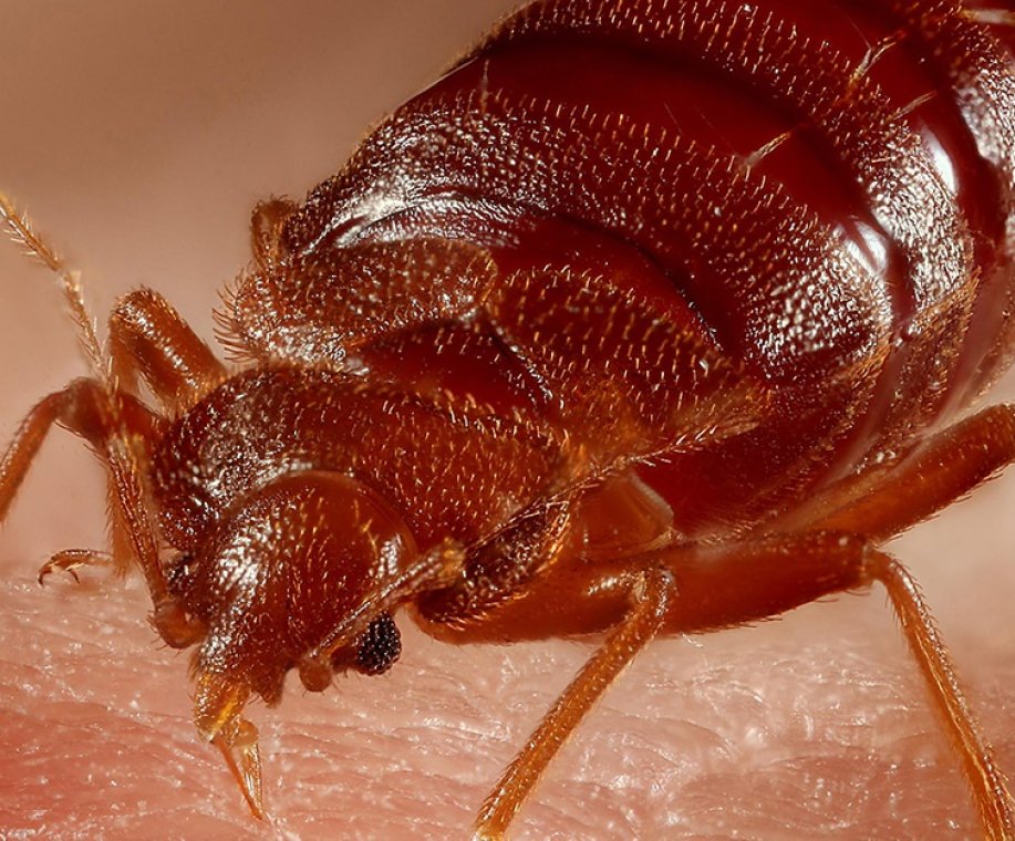 Bed_bug_biting_human_skin