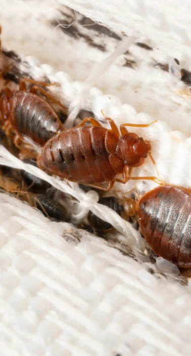 bed-bug-heat-treatment-blog